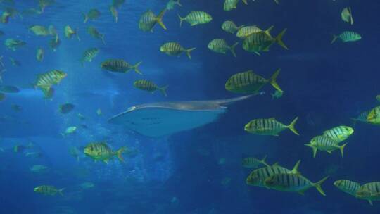 鱼群深海神秘水下热带鱼