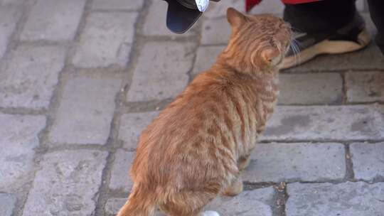 猫 橘猫 大橘猫 动物 萌宠 宠物