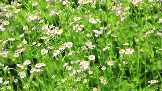 夏天户外的白色野花小雏菊山花实拍素材