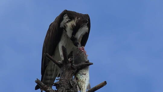 鱼鹰在树枝上吞食鱼