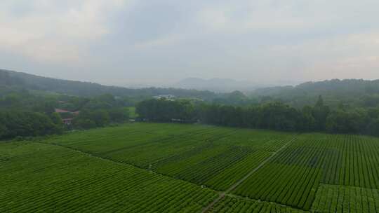 杭州茅家埠西湖龙井茶园风光