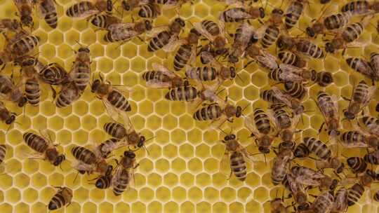 蜜蜂，蜂巢，蜂蜜，蜂蜡