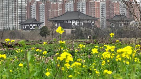 高清航拍春天油菜花城市边田野空镜定鼎门