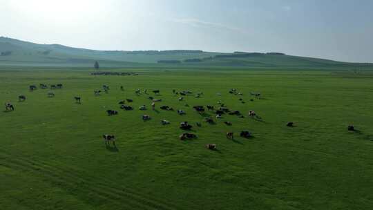 青草地吃草的牛群