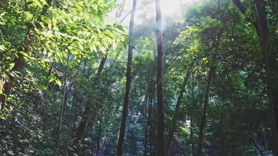 阳光穿过森林树木茂密丛林绿色自然风景