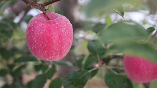 苹果  水果  果园