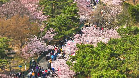 青岛中山公园樱花航拍