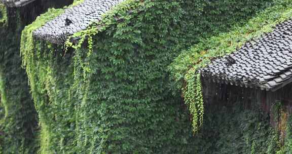 （慢镜）江南古镇大雨屋檐下的爬山虎