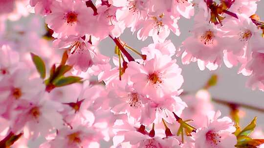 粉红色花卉自然樱花