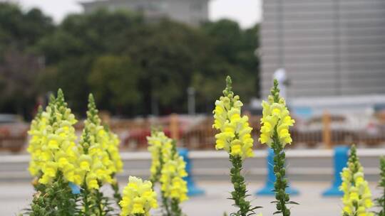 花卉映衬下的城市街头