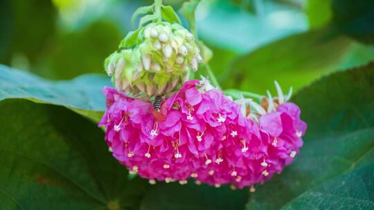 非洲芙蓉花