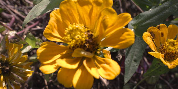 户外 野外 植物 自然 绿色 桂花 秋天叶子