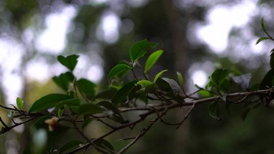 普洱古树茶发芽叶子