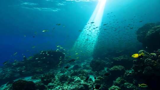 4k阳光透过海面大海里的鱼群海洋生物