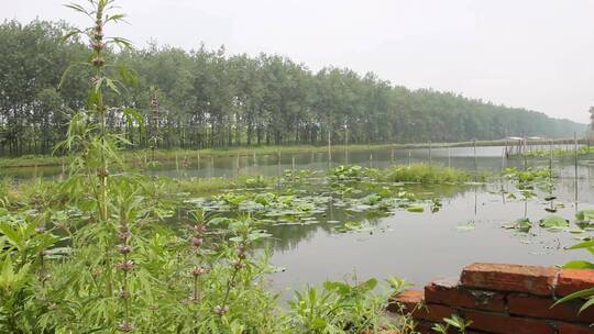 水岸湖边池塘山坡草地