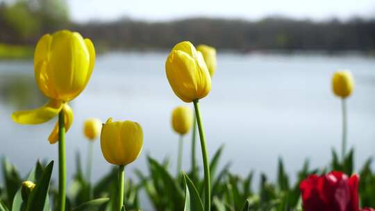 春天湖水边低视角的郁金香花朵特写