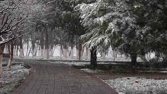 寒冷冬季公园松树雪花大雪空境升格