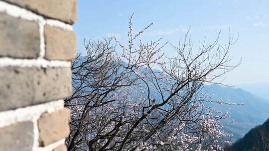 北京春天明长城遗址城墙早晨风光