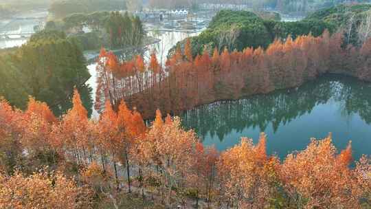 水上森林 水上红杉林  落羽杉林