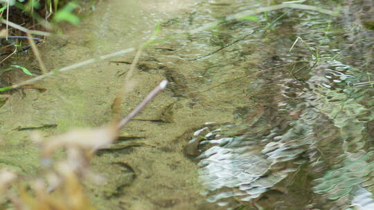 溪水里面的小鱼