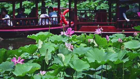 夏季荷塘湖面游船摇橹船赏荷花荷叶