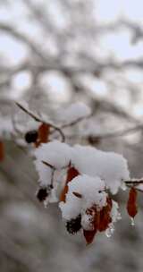 微距特写落在枯枝上的积雪
