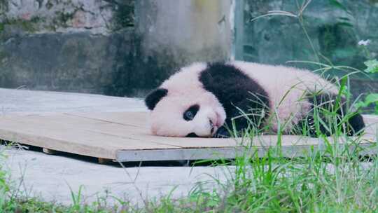 大熊猫幼崽晒太阳视频素材模板下载