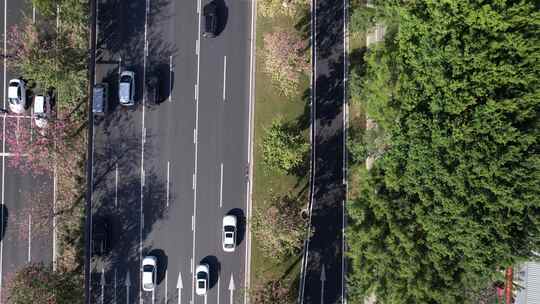 异木棉花盛开的广州道路航拍