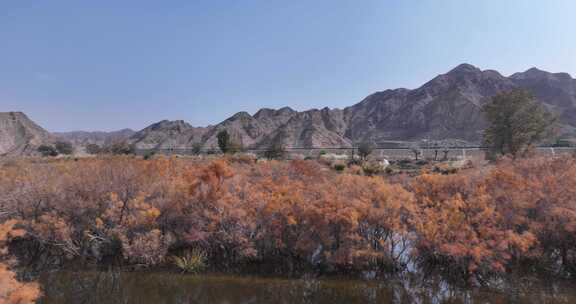 赤金峡水库胡杨林湿地