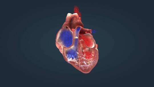 心脏人体发动机电冲动电脉冲心电图