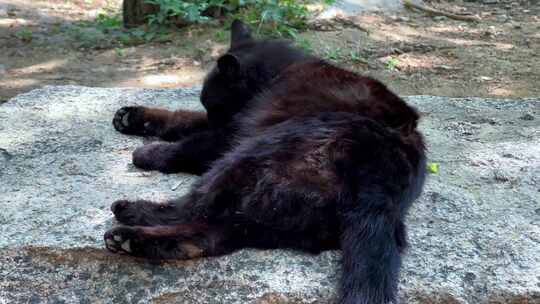 野外猫咪晒太阳流浪黑猫