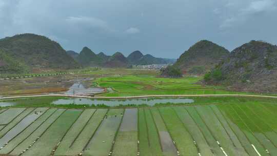 农村插秧场景