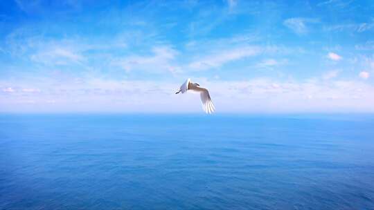海鸥翱翔于大海蓝天之上