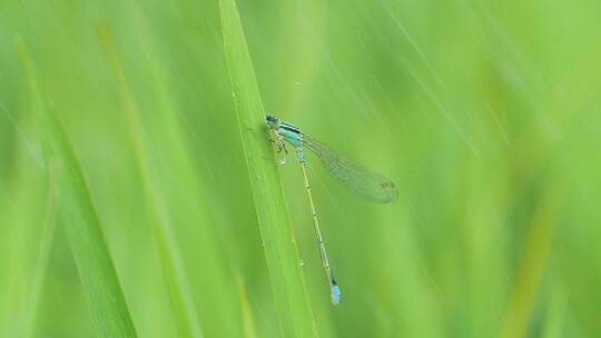 春天雨中的蜻蜓停留在草叶上