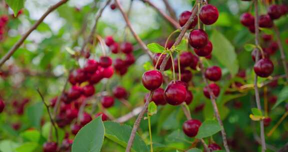 Cherrys，叶子，树枝