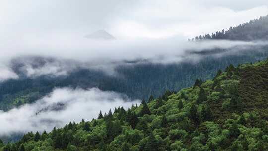 大山森林延时