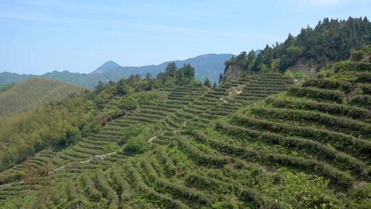 南岳衡山云雾茶茶场