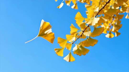 蓝天背景下秋日银杏叶随风飘落