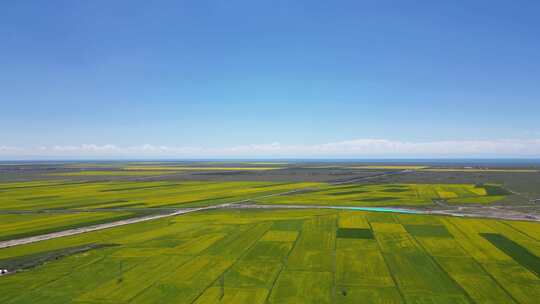 哈尔盖镇附近油菜花海、美景