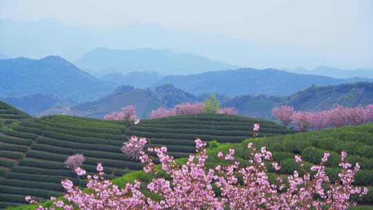 杭州富阳拔山春天樱花茶园风景