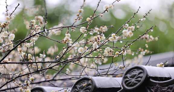 挂着雨滴的梅花