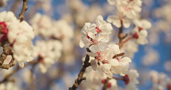 春天杏花盛开绽放