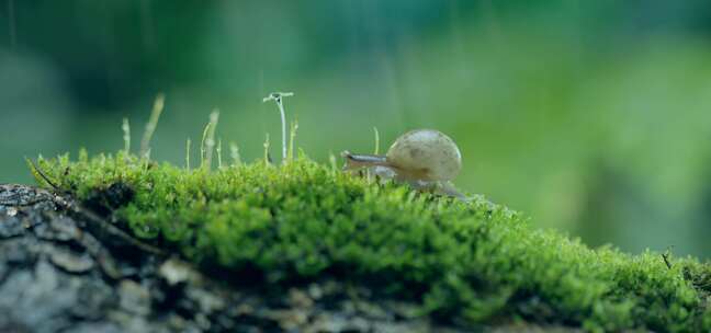 雨过天晴 蜗牛爬行