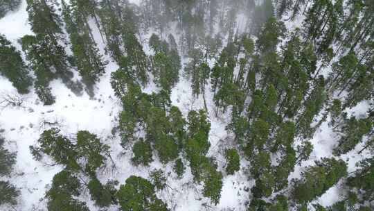 下雪雪景森林