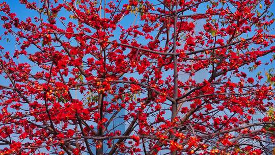 盛开的木棉花特写
