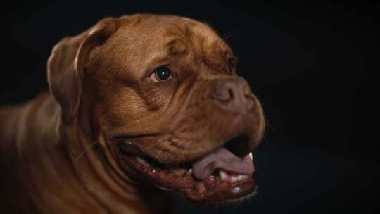 Dogue De Bordeaux，狗，