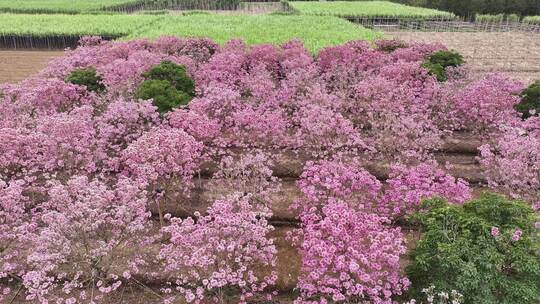 广东省广州市南沙马克村紫花风铃