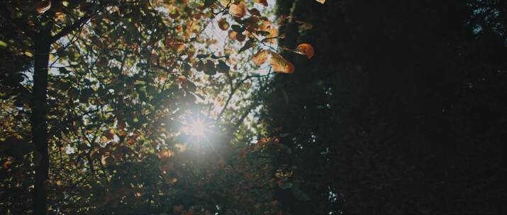阳光透过树叶散落