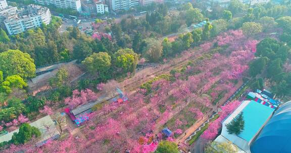 昆明圆通山春天樱花航拍