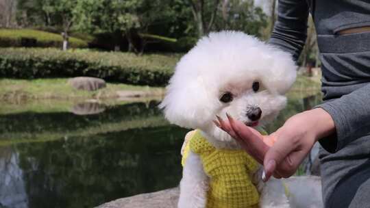 公园里美女和宠物狗比熊犬